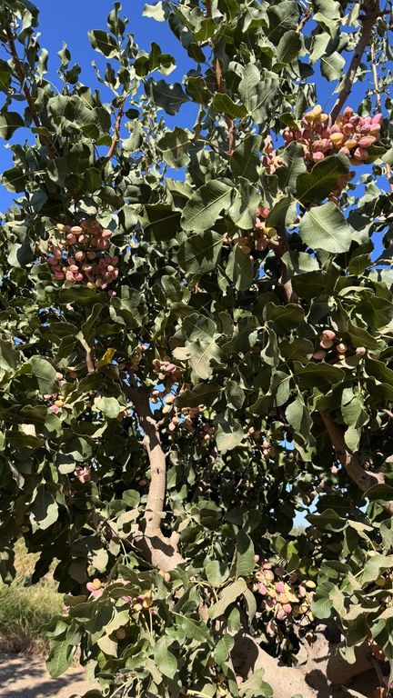 Image 2 of property listing at 15502 10th Avenue, Hanford, CA 93230