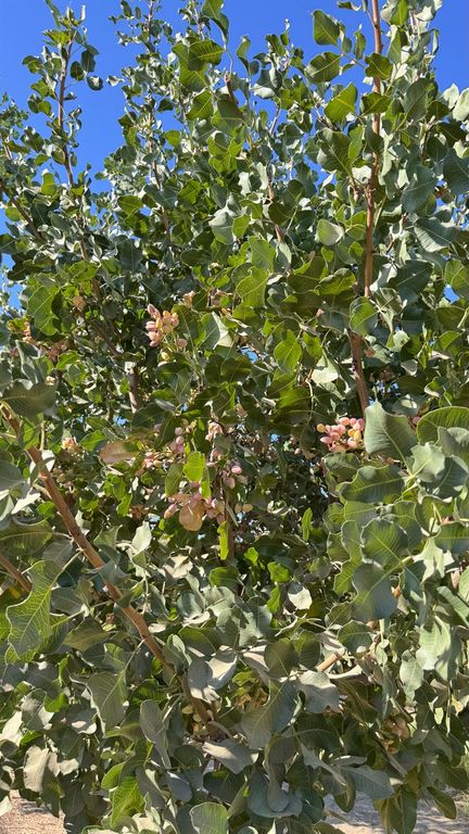 Image 3 of property listing at 15502 10th Avenue, Hanford, CA 93230