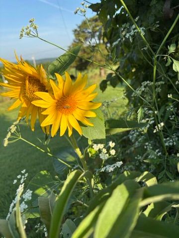 Rr1 Box 335 County Road 509 Road, Ava, MO 65608