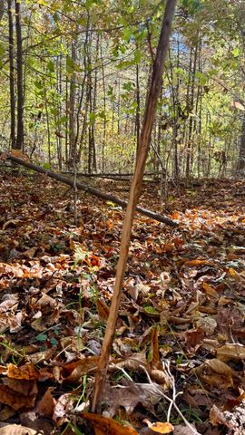 000 Owl Hollow Road Lot 8, Palmer, TN 37365