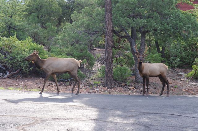 4558 N MOONGLOW Lane, Pine, AZ 85544