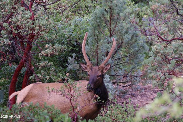 4558 N MOONGLOW Lane, Pine, AZ 85544