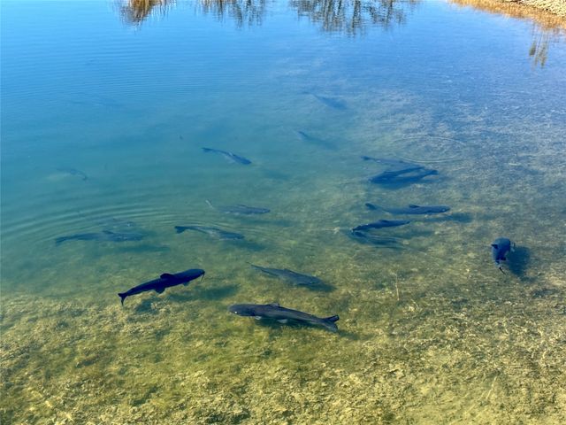 4730 Fm 1467, May, TX 76857