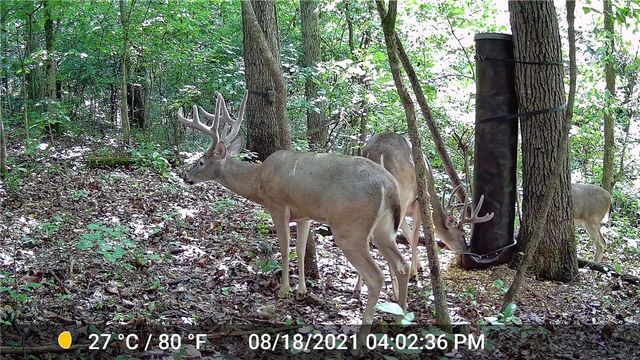 4426 Reed Avenue, Lowell, AR 72745