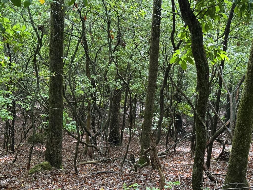 Lot 28 Atoah Loop, Murphy, NC 28906