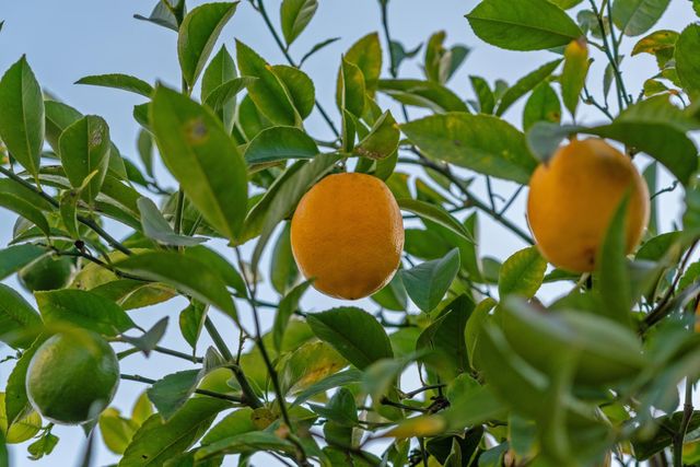 2457 Scenic Ave, Oakland, CA 94602