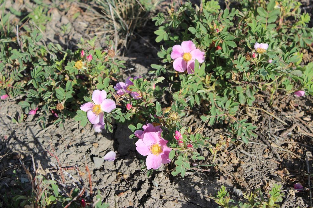 NHN US Hwy 2, East Glacier Park, MT 59434 photo 19