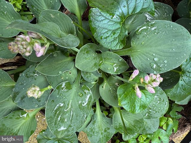 12495 MANCHESTER WAY, Woodbridge, VA 22192