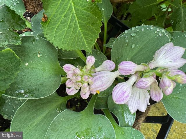 12495 MANCHESTER WAY, Woodbridge, VA 22192