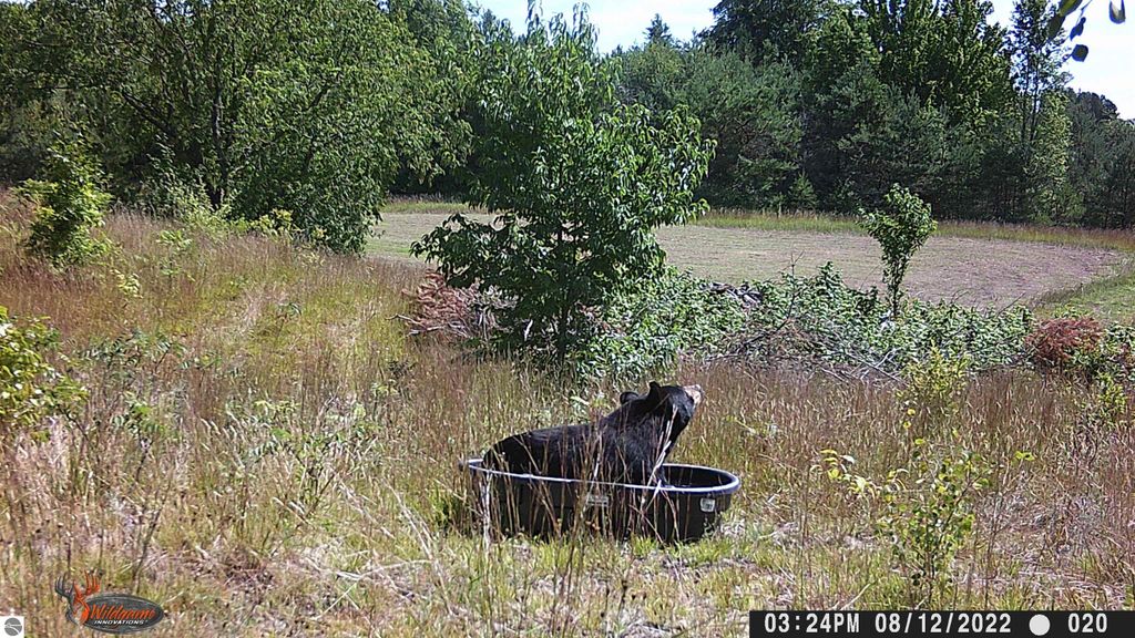Black bear in a water trough surrounded by grass and trees, emphasizing the natural setting ideal for outdoor activities near Manton, MI.