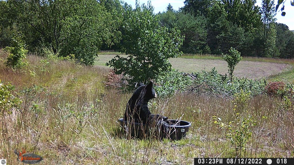 Black bear sitting near a water source in a grassy field surrounded by trees, showcasing the natural wildlife of the Manton, MI area, ideal for outdoor enthusiasts and hunters.