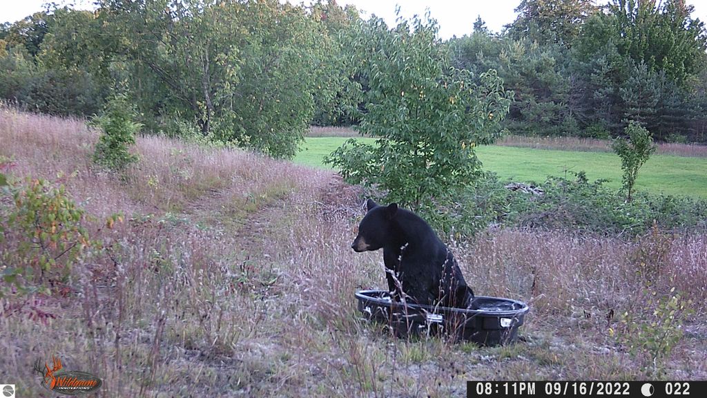 Black bear sitting in a tub surrounded by tall grass and trees, showcasing the natural habitat near Manton, MI, ideal for outdoor activities and wildlife observation.