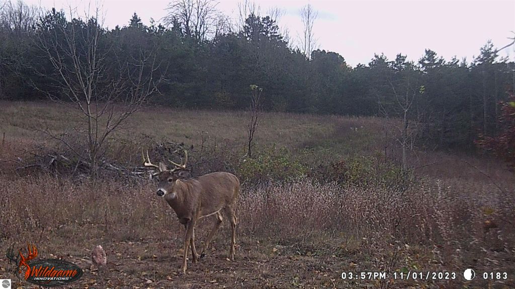 Buck standing in a grassy field with trees in the background, showcasing the natural habitat ideal for outdoor activities like hunting near Manton, MI.