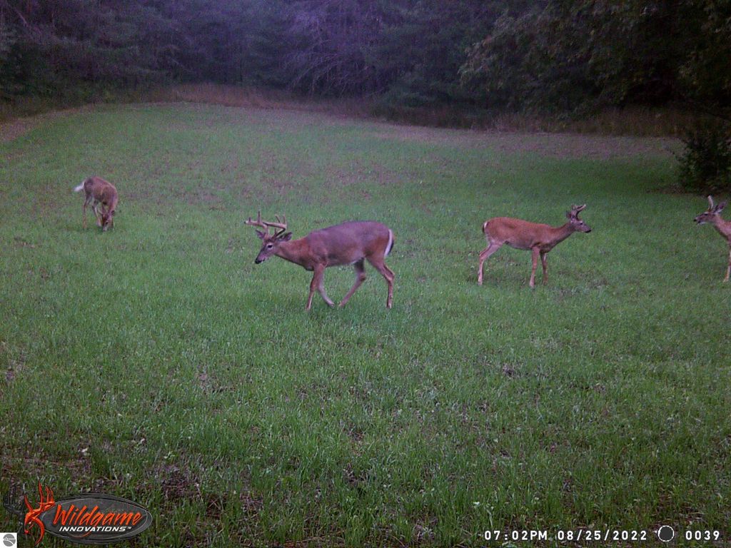 Deer grazing in a grassy field, showcasing the natural wildlife of the 7.62-acre parcel for sale in Manton, MI, ideal for outdoor activities and privacy.