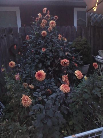 1352 E Elm Street, Springfield, MO 65802