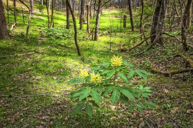 0 Gothard Road, Sale Creek, TN 37373