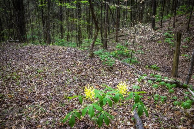 0 Gothard Road, Sale Creek, TN 37373