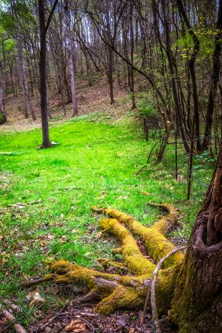 0 Gothard Road, Sale Creek, TN 37373