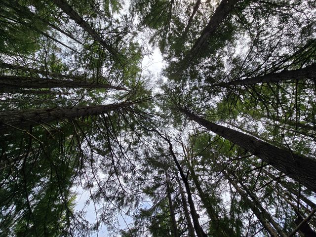 705 Bigfoot Path Road, Kettenpom, CA 95595