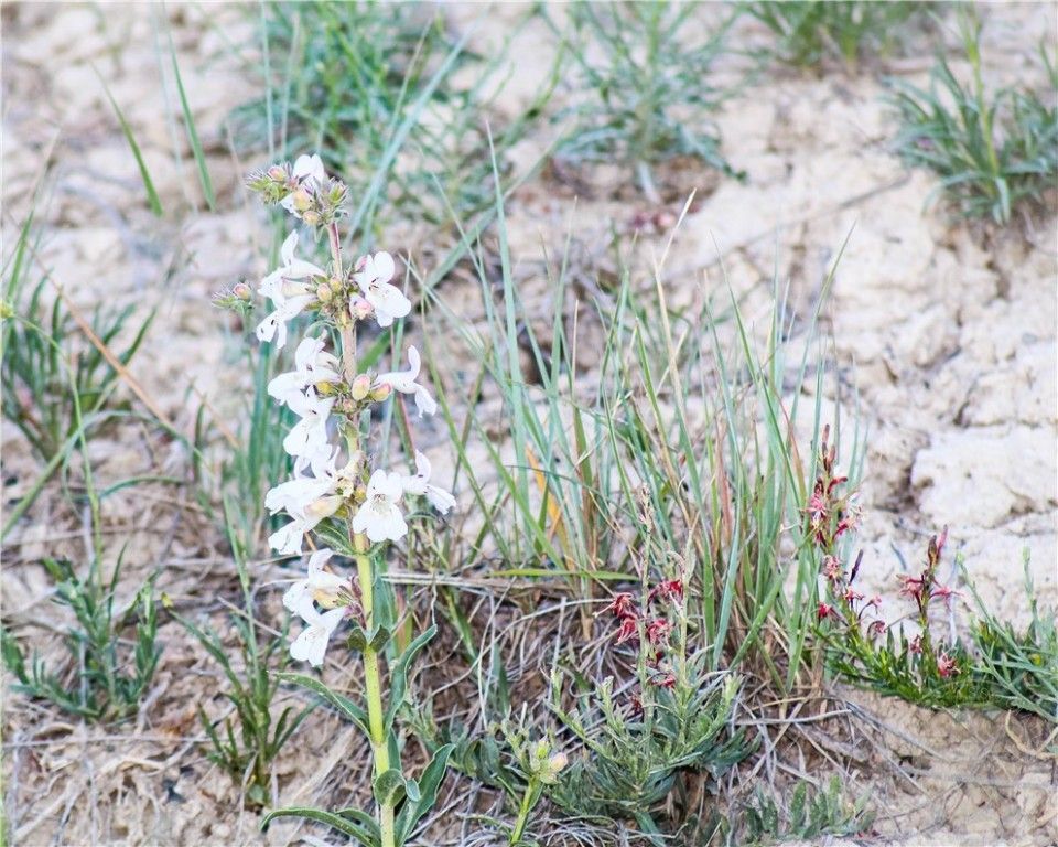 Lot 23 HWY 87, Roundup, MT 59072 photo 19