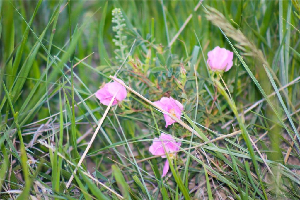 Lot 23 HWY 87, Roundup, MT 59072 photo 20
