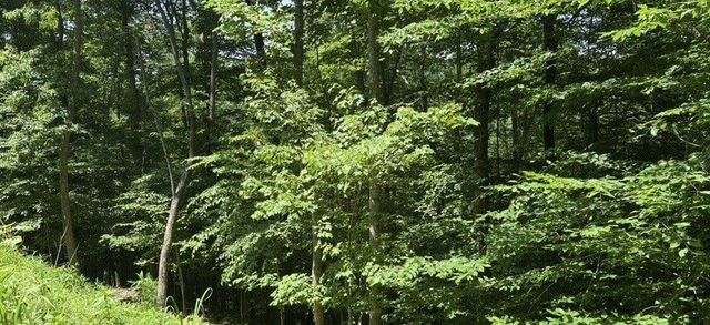 Lt 780 Omen Circle, Ellijay, GA 30540