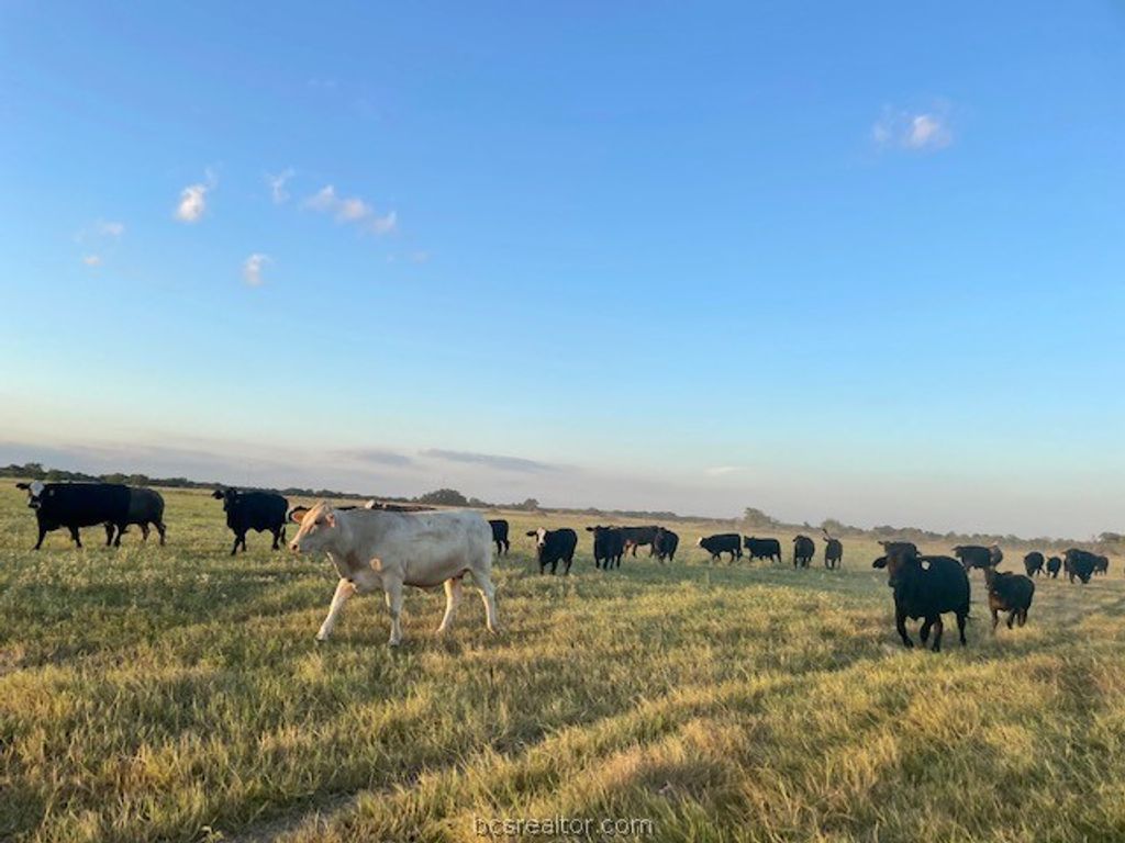 TBD CR 358, Gause, TX 77857 — photo 5
