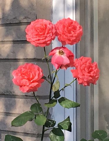 114 Meadowlark Drive, Berea, KY 40403