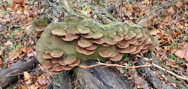 4775 S 50th Road, Aldrich, MO 65601