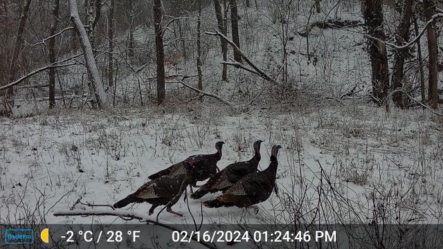 COUNTY ROAD 232, Fulton, MO 65251