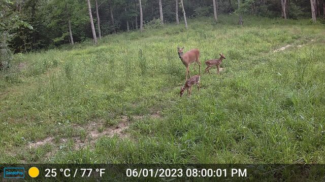 COUNTY ROAD 232, Fulton, MO 65251