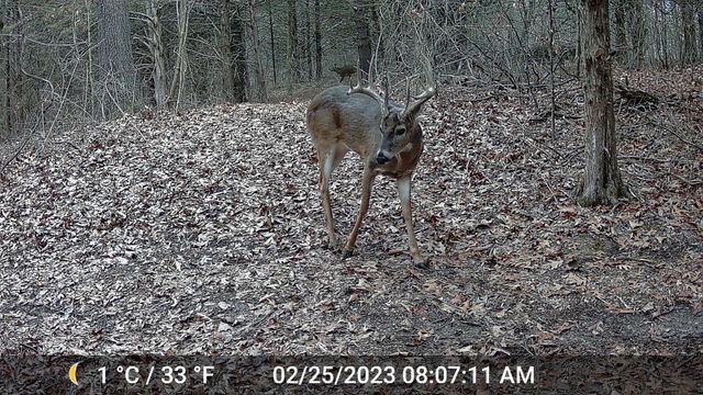 COUNTY ROAD 232, Fulton, MO 65251