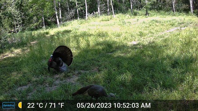 COUNTY ROAD 232, Fulton, MO 65251
