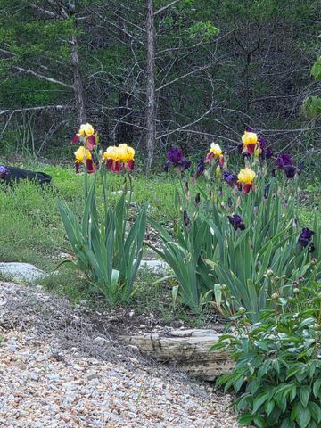 130 Pine Woods Village Drive, Hollister, MO 65672