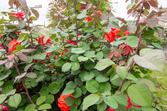 1 Pinache Ct, Sacramento, CA 95838