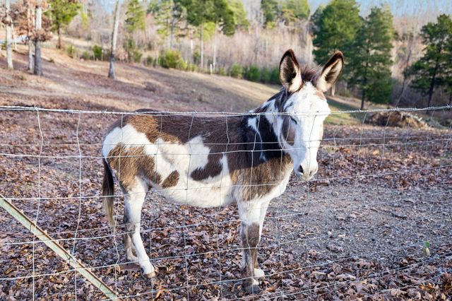 20151 Ben Fly Rd, Lyles, TN 37098