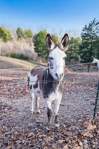 20151 Ben Fly Rd, Lyles, TN 37098