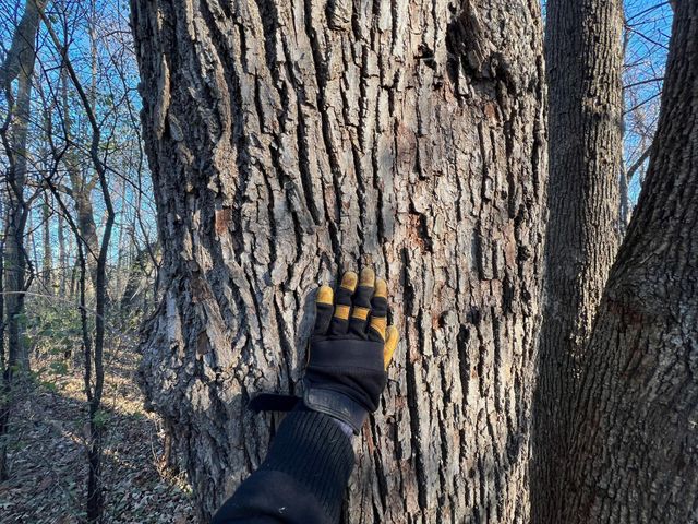 TBD Glendorado Road, Foley, MN 56329