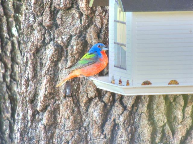 6301 Chloe Lane, Norman, OK 73026