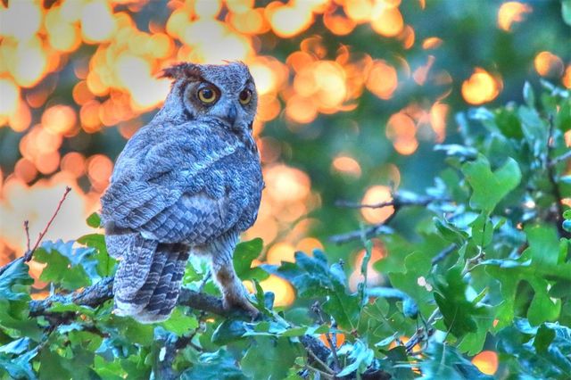 6301 Chloe Lane, Norman, OK 73026