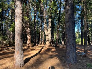 Alward Way, Shingletown, CA 96088