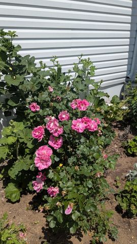 7909 11 Mile Road, Bear Lake, MI 49614