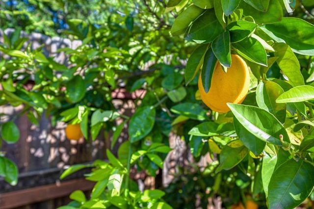 5009 Whistlers Bend Way, El Dorado Hills, CA 95762