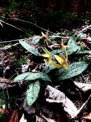 75 New Harmony Rd, Lafayette, TN 37083