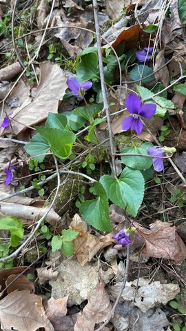 75 New Harmony Rd, Lafayette, TN 37083