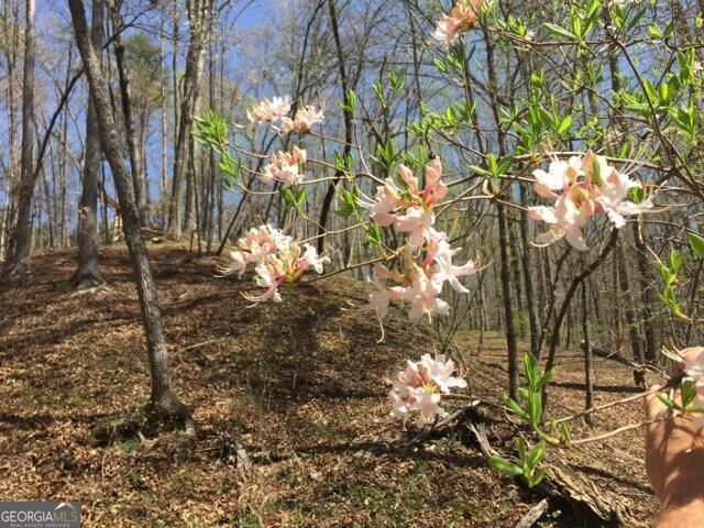 0 Long Branch Road, Dahlonega, GA 30533