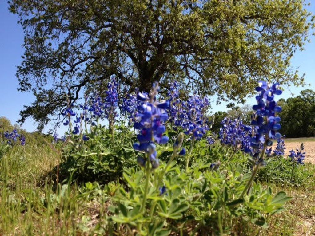 4342A Dobrovolny Road W, Bryan, TX 77807 — photo 4