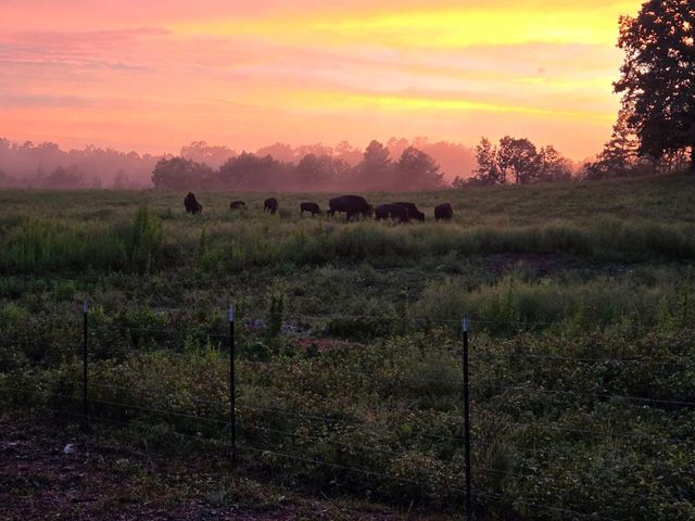 25598 C-228, Norwood, MO 65717