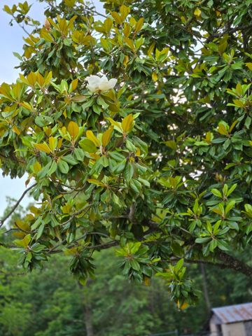 25598 C-228, Norwood, MO 65717