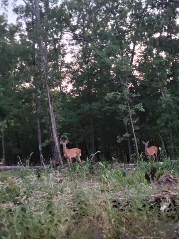 25598 C-228, Norwood, MO 65717